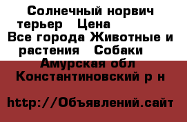 Солнечный норвич терьер › Цена ­ 35 000 - Все города Животные и растения » Собаки   . Амурская обл.,Константиновский р-н